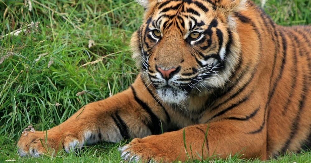 it-looks-like-an-ordinary-tiger-but-when-you-find-out-what-s-really