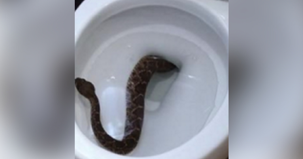 they-find-snake-creeping-out-of-toilet-but-shocked-with-what-snake