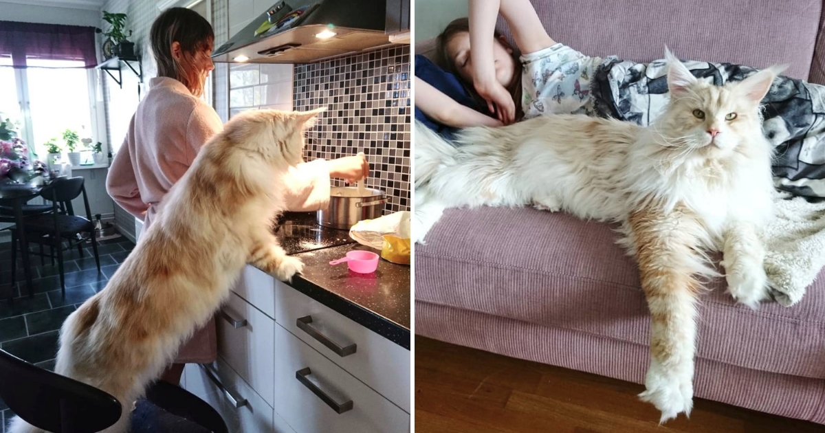 Giant Maine Coon Cat's Enormous Body Is Capturing the ...