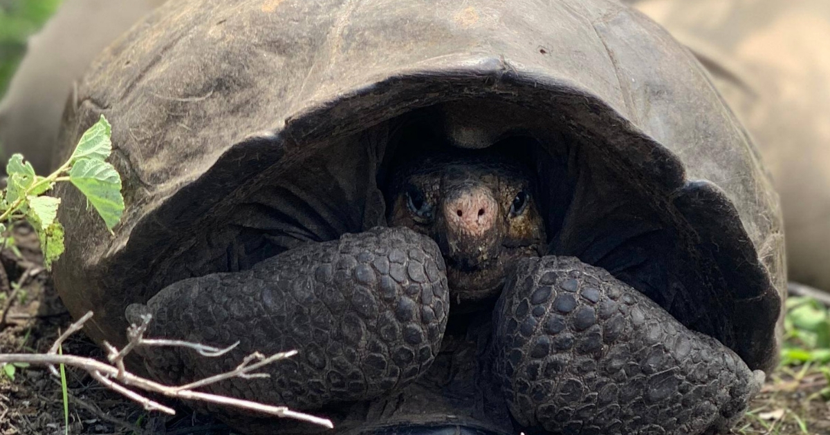 'Extinct' Giant Tortoise Last Seen Alive in 1906 Rediscovered After 113 ...