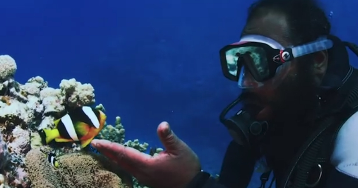 Scuba Diver's Incredible Relationship With Tiny Fish Named 'nemo' Will 