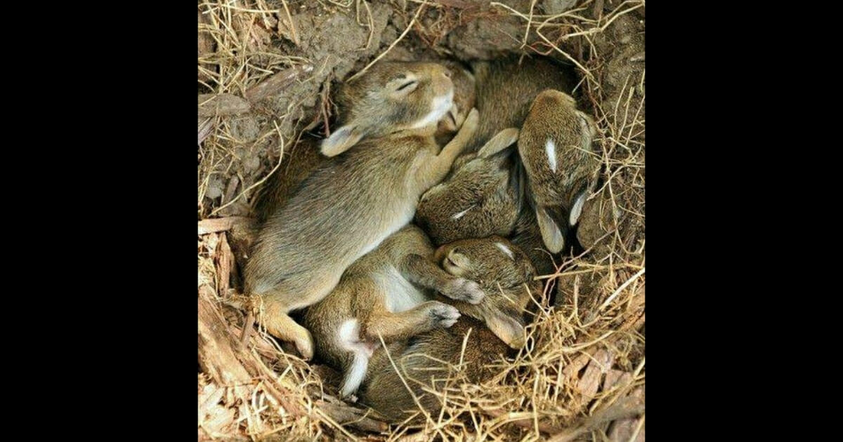 Baby Bunny Nest In Yard