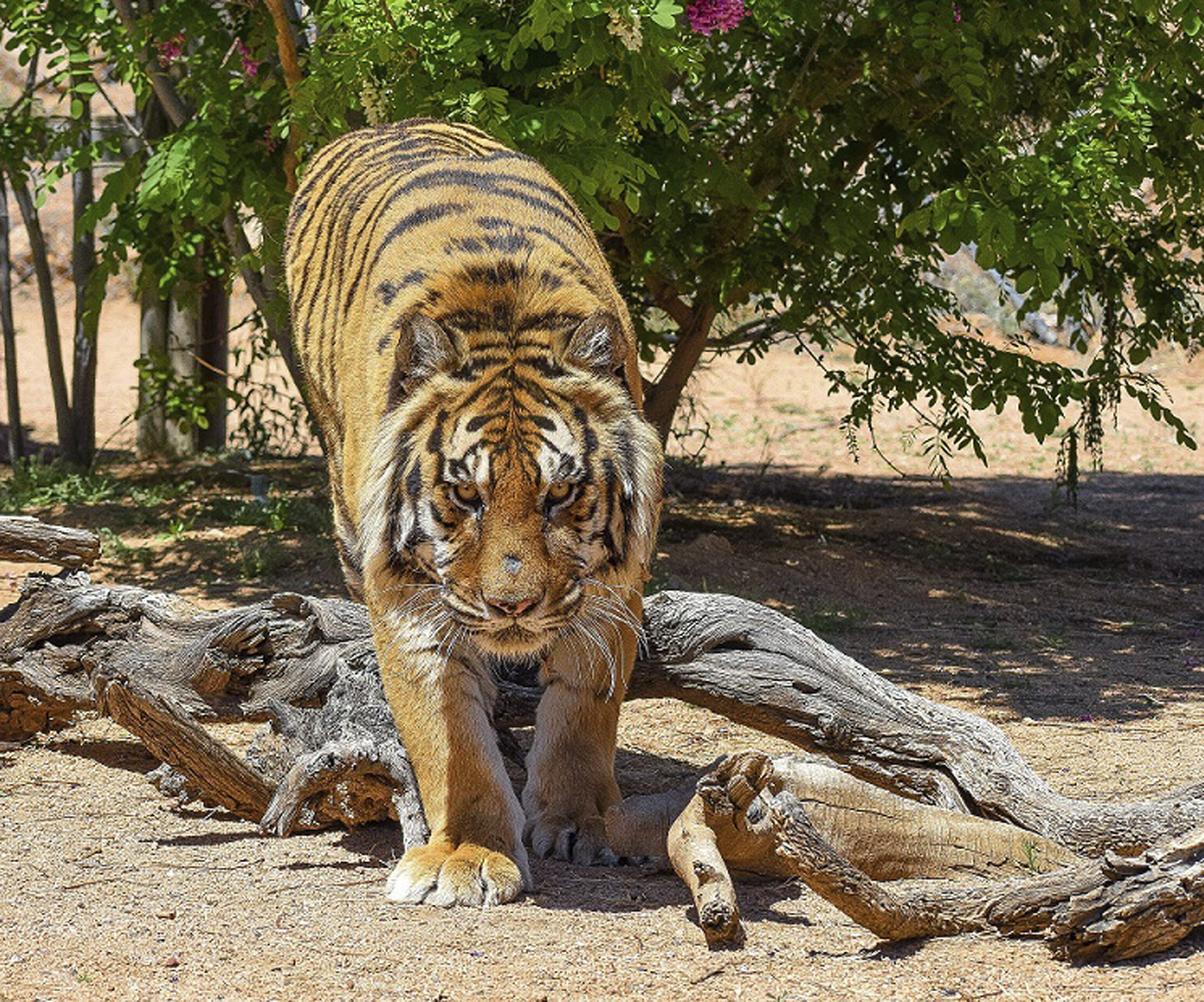Объяснить тигр. Нападающий Амурский тигр. Бенгальский тигр нападения.