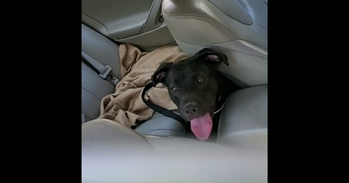 Dog panting in car.