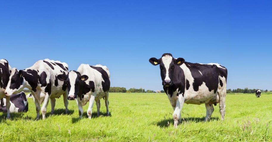 Report: ISIS Uses Booby-Trapped Cows To Carry Out Attack