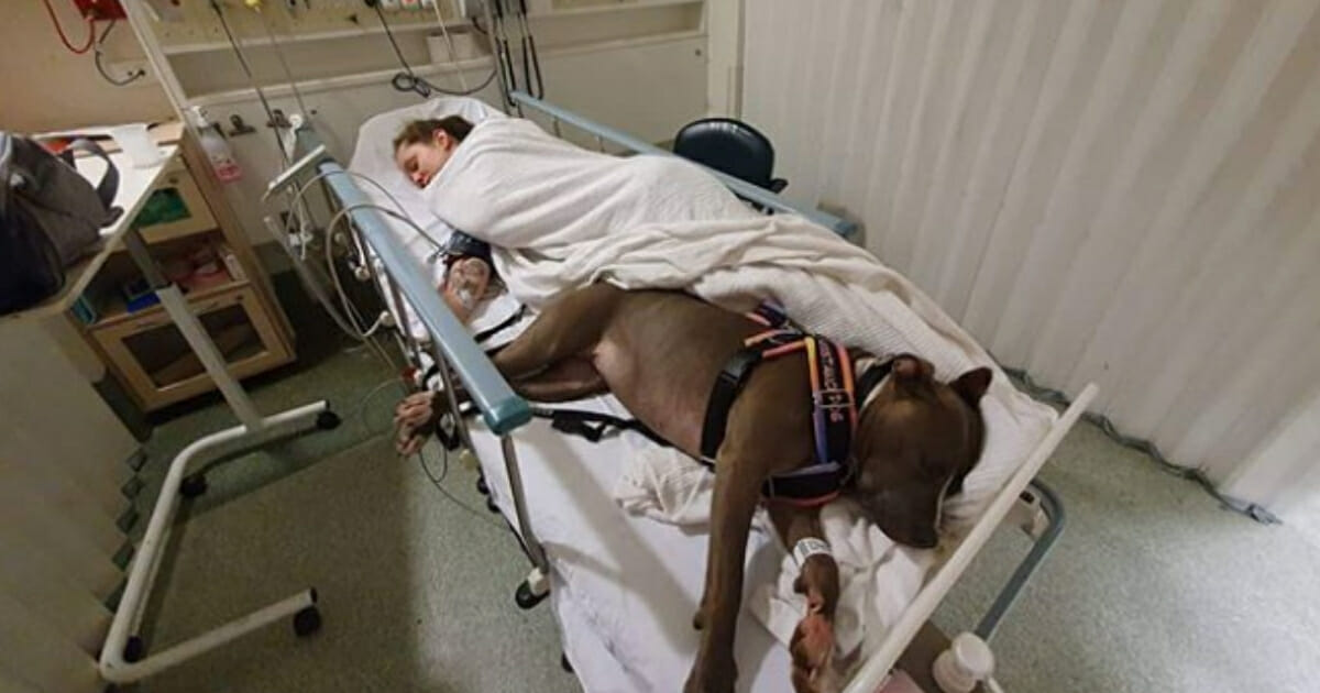 Dog in hospital bed with owner