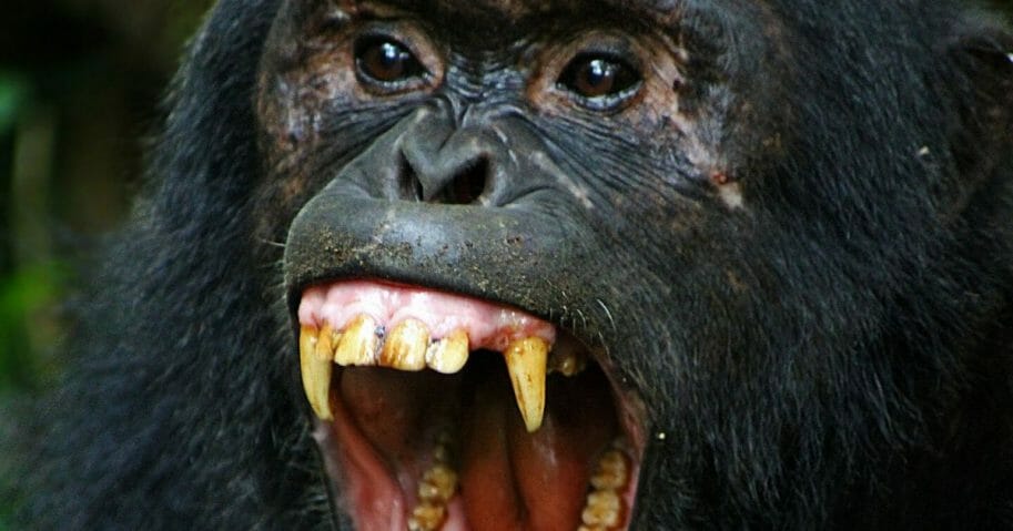 Series of Deadly Chimpanzee Attacks in Uganda Have Locals, Officials