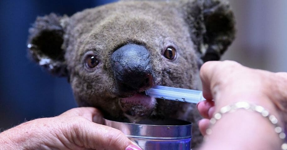    After Brush Fires Destroy 80% of Habitat, Experts Now Say Koalas 'Functionally Extinct' Koala-bear-fire-913x479