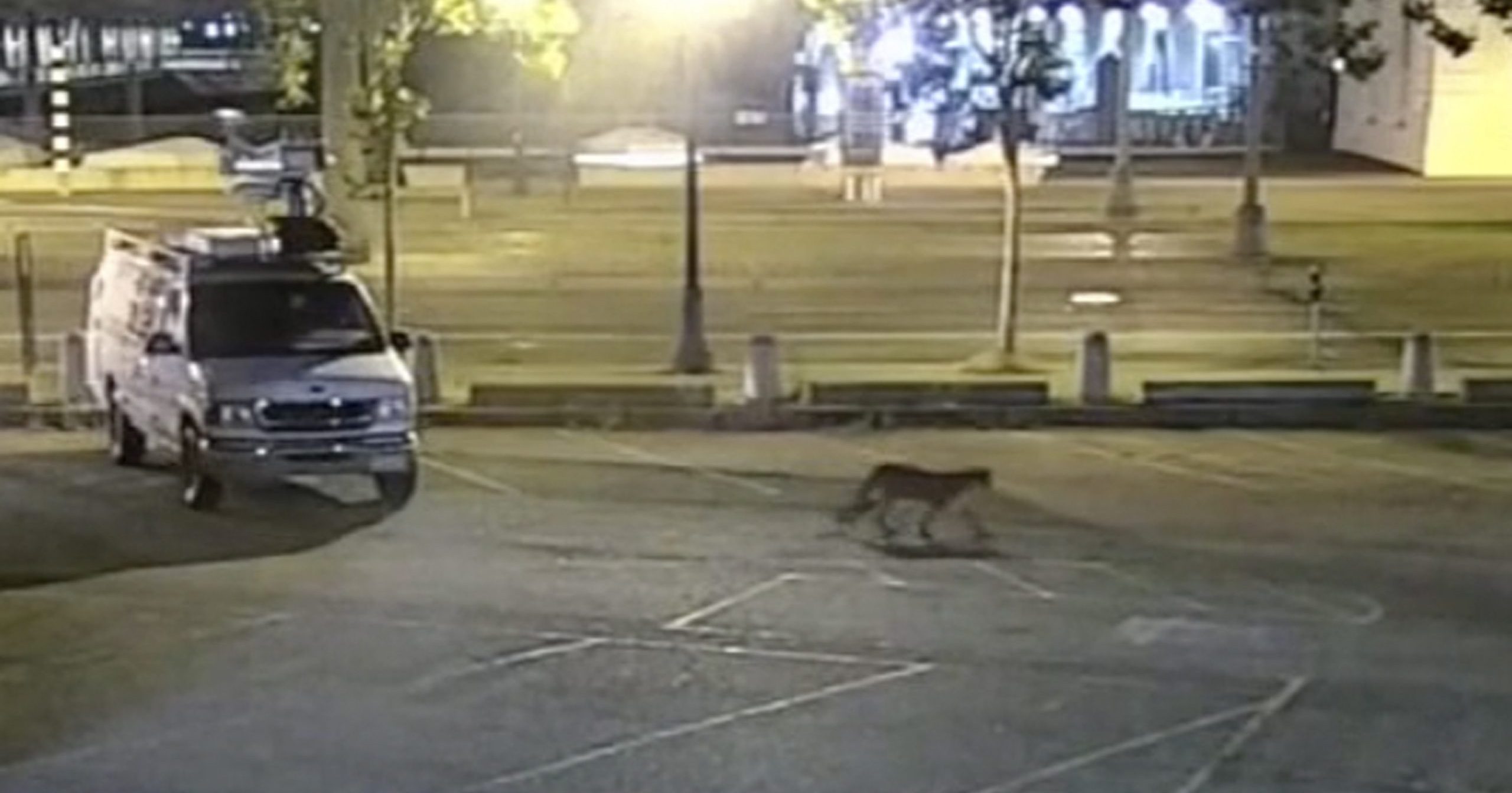 In this image from surveillance camera video provided by KGO-TV, a young mountain lion wanders through the station's parking lot in San Francisco on June 16, 2020. The animal was safely captured on June 18. The disoriented cougar roamed the streets of the city for two days until he was spotted by a police officer near Oracle Park, home of the San Francisco Giants.