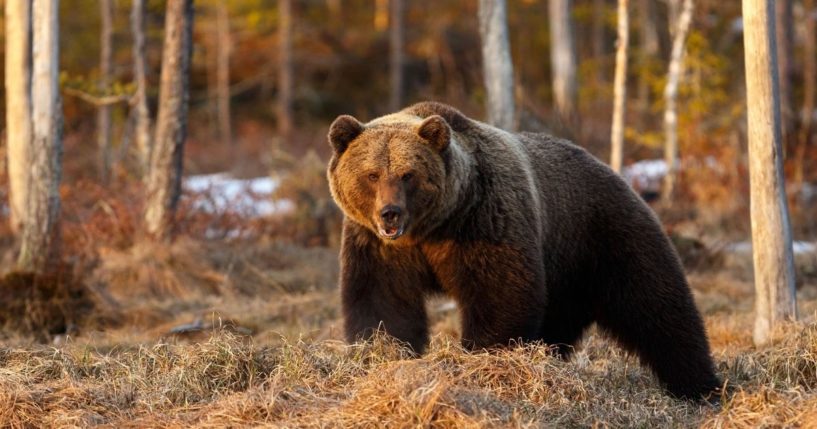 A man in Alaska nearly lost his life earlier this week when he bumped into a brown bear and it attacked him. A different bear is seen in the image above.