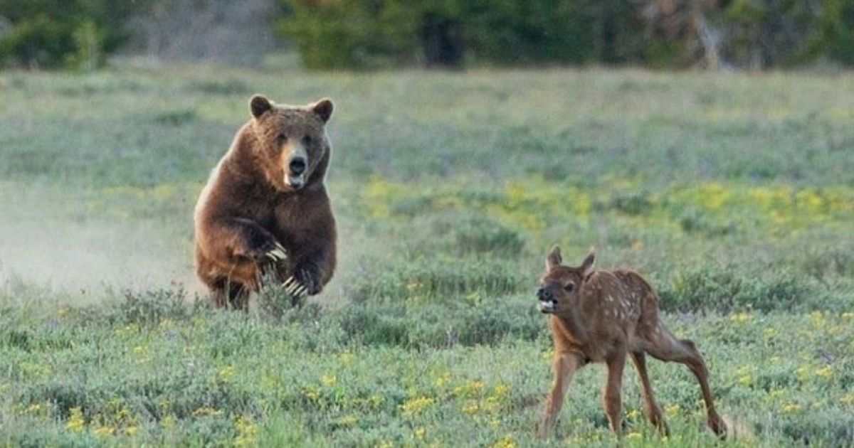 A grizzly bear is pictured hunting an elk calf with her cubs not far behind.