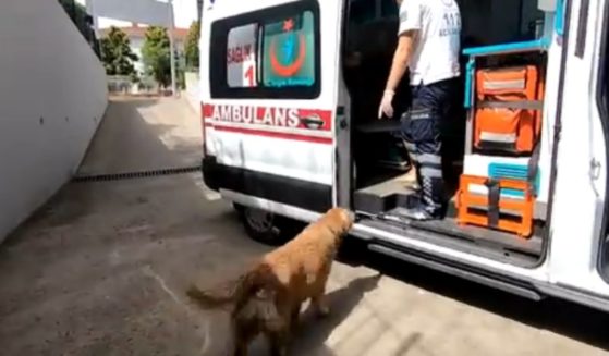 A loyal dog looks at its owner, who is inside the ambulance and being taken to the hospital. The dog was not allowed in the vehicle, so it ran alongside it all the way to the hospital.