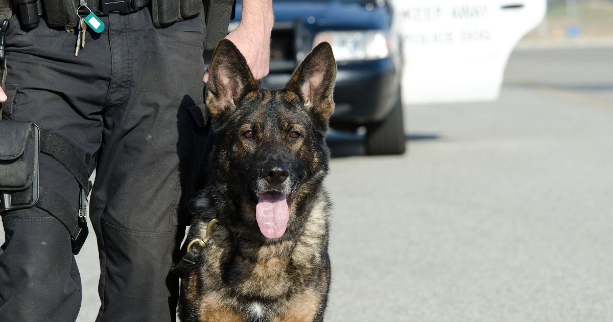 A police dog is seen in this stock image.