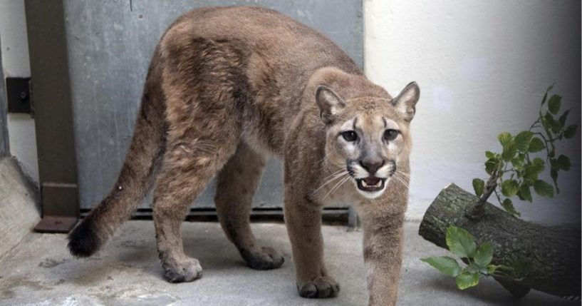 An 80-pound cougar is seen at the Bronx Zoo in New York on Monday.