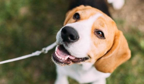 A beagle is seen in this stock image.