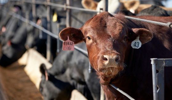 Cattle are shown at a Columbus, Nebraska, feedlot in this file photo from June 2020. Frustrated with persistently low prices, ranchers are planning to open new slaughterhouses to compete with the four beef company giants that now slaughter over 80 percent of the nation's cattle.