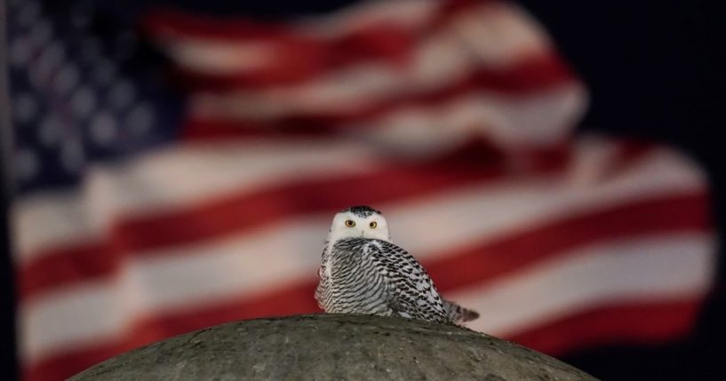 An American flag flies in the distance as a rare snowy owl looks down from its perch atop the large stone orb of the Christopher Columbus Memorial Fountain at the entrance to Union Station in Washington, D.C., Friday, Jan. 7. Far from its summer breeding grounds in Canada, the snowy owl was first seen on Jan. 3, the day a winter storm dumped eight inches of snow on the city.