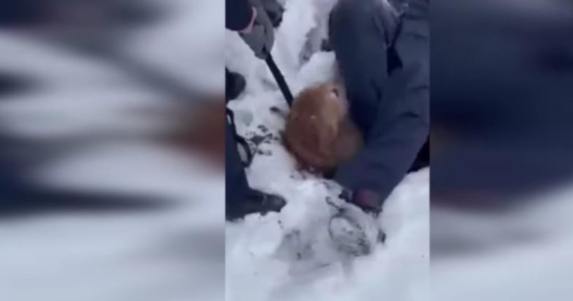 Firefighters in Streator, Illinois, rescue Macy -- a 12-year-old golden retriever -- from a sinkhole last week.