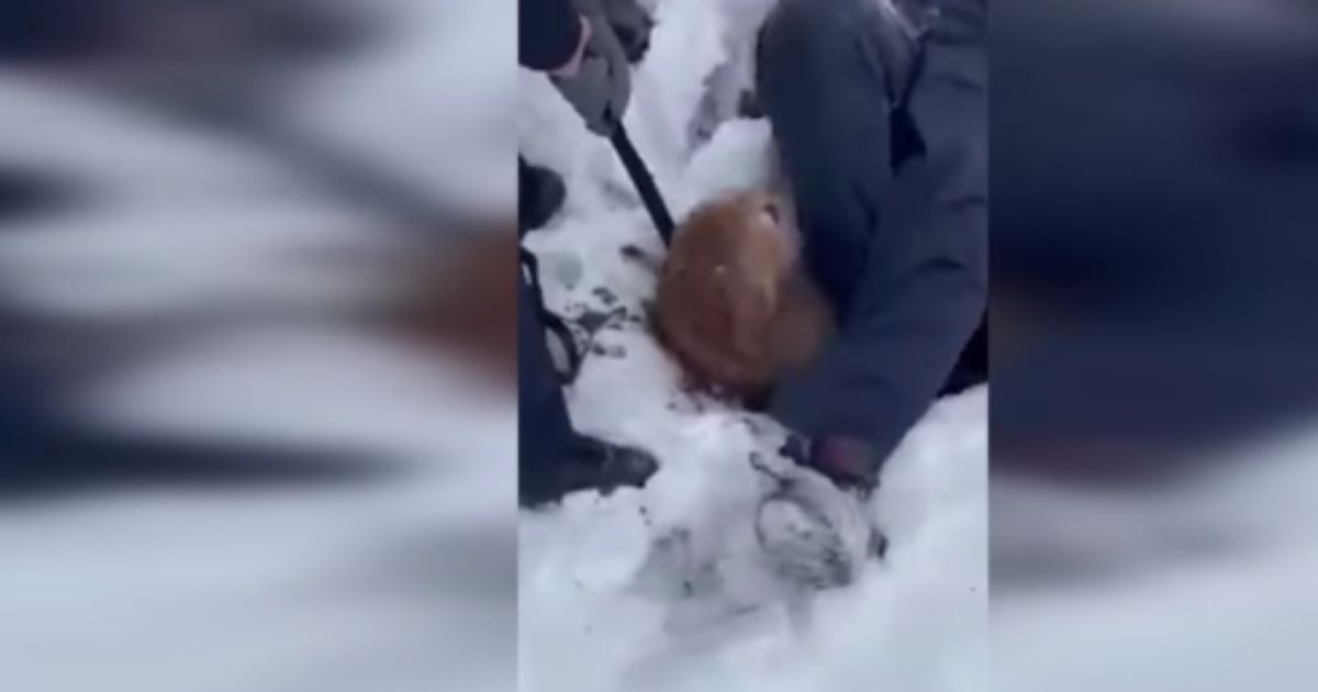 Firefighters in Streator, Illinois, rescue Macy -- a 12-year-old golden retriever -- from a sinkhole last week.