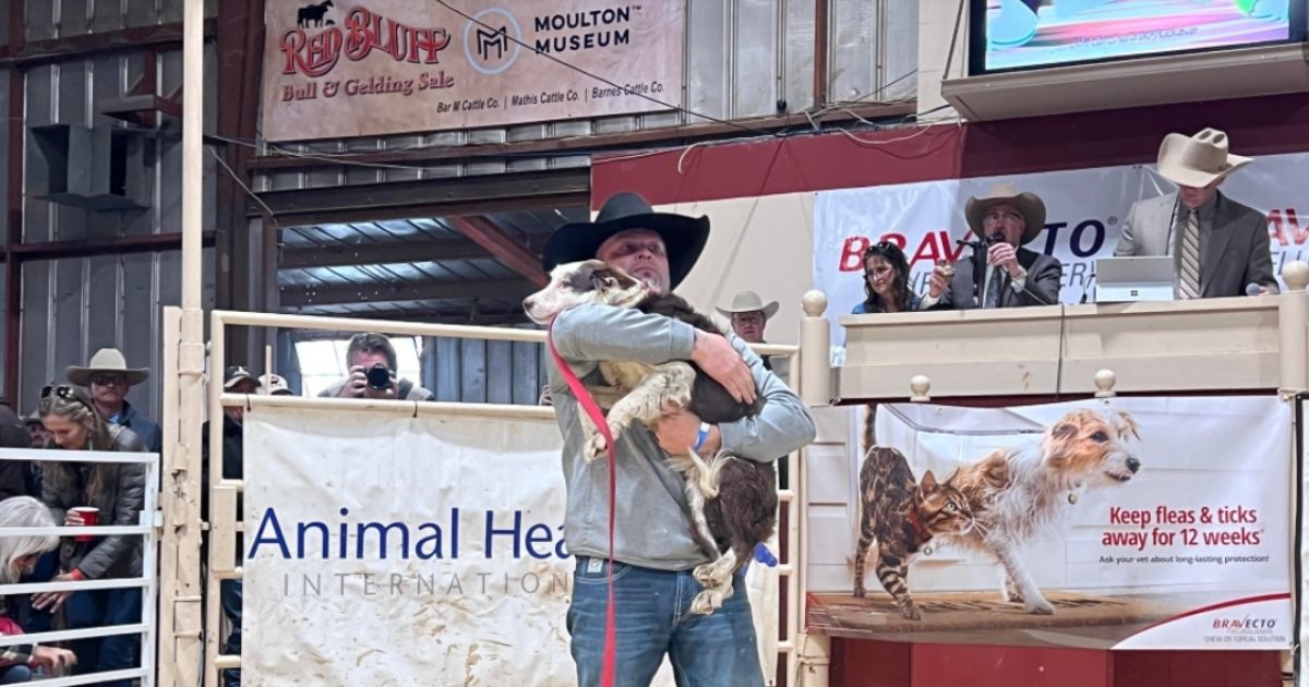 daho resident Jeff Clausen holds Skittles, his 3-year-old border collie, at an auction in Red Bluff, California. Skittles, a cattle dog, sold for a record $45,000.