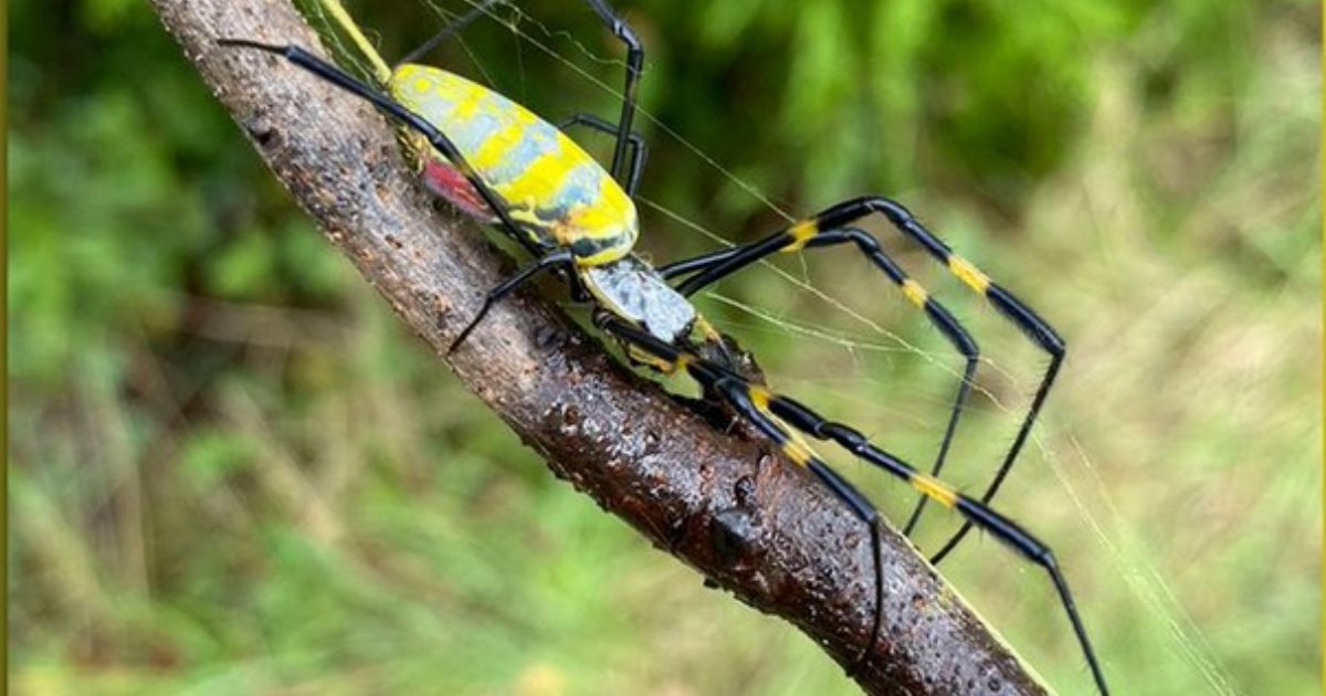 The Joro spider, a native of Japan, is expected to parachute down the East Coast this spring; the spider can grow as large as a child's hand.