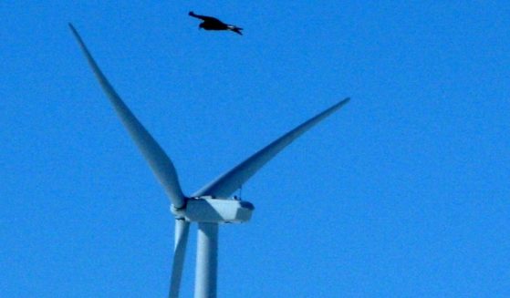 A golden eagle flies over a wind turbine at a wind farm in Converse County, Wyoming, on April 18, 2013.