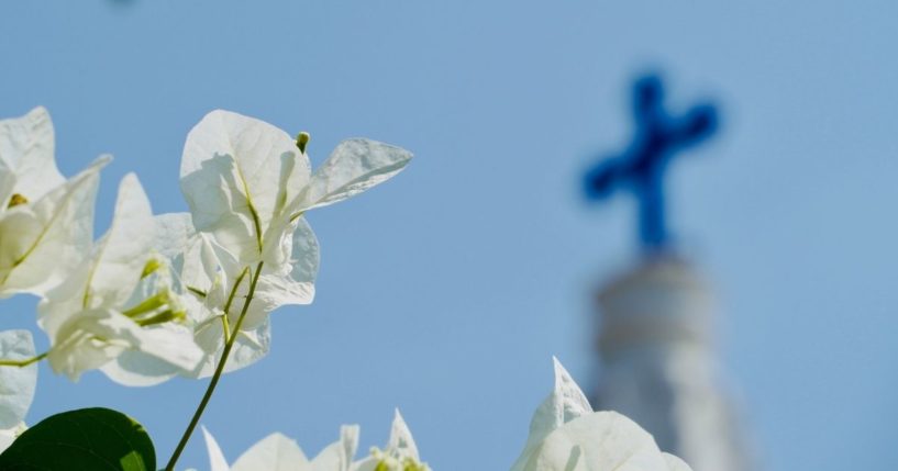 Flowers are seen in the above stock image.