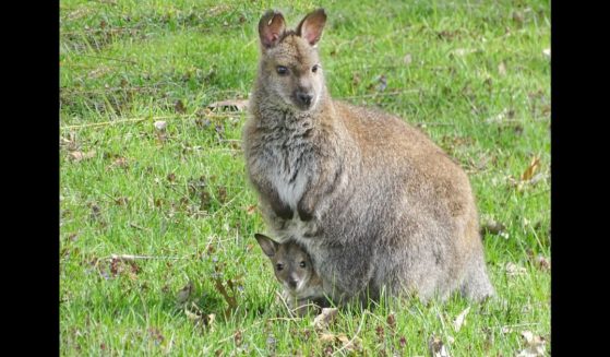 A newborn joey has gone missing from the Detroit Zoo.