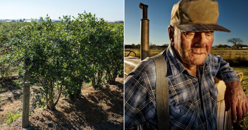 Farmers in the southeast United States are sounding the alarm after massive crop failure of blueberries, left, peaches and watermelons have hurt the farms and are affecting restaurants, breweries, distillers and markets that depend on their produce.