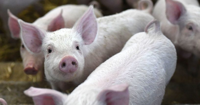 Piglets on a breed farm in France roam around on straw.