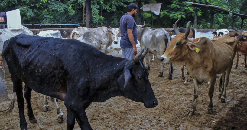 A man stands amid cows infected with lumpy skin disease at a cow shelter in Jaipur, India, on Sept. 21.