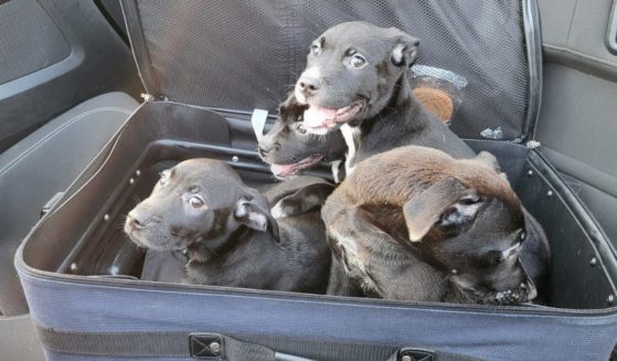 Four puppies were found in a suitcase in Guilford County, North Carolina, on Saturday.