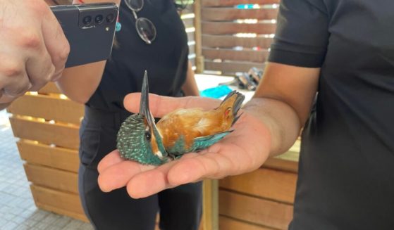 A kingfisher resting calmly in the palm of an ornithologist at Rosh Tzipor. (Photo by Natalie Selvin)