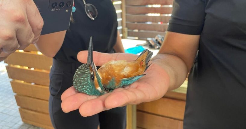 A kingfisher resting calmly in the palm of an ornithologist at Rosh Tzipor. (Photo by Natalie Selvin)