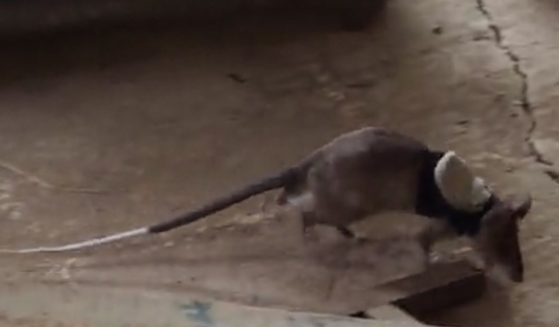 Backpack-wearing African pouched rats are being trained to find people under earthquake rubble.