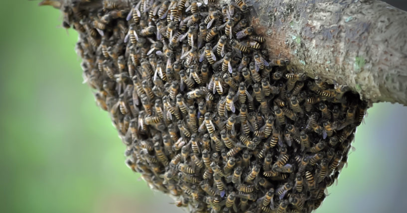 Honey bees are seen on a tree.