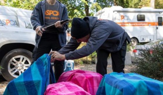 Around 300 animals were rescued from inhumane conditions in a home in Miller Place, New York.