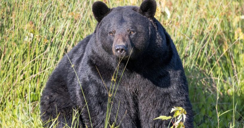 Happy Fat Bear Week Alaska National Park Holds Yearly Contest To Vote For The Fattest Bears 4211