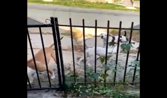 Dogs roam the streets of a neighborhood in Staten Island, New York.