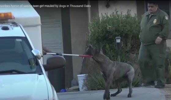 An animal control officer struggles to load one of the cane corso dogs onto a truck after the attack.