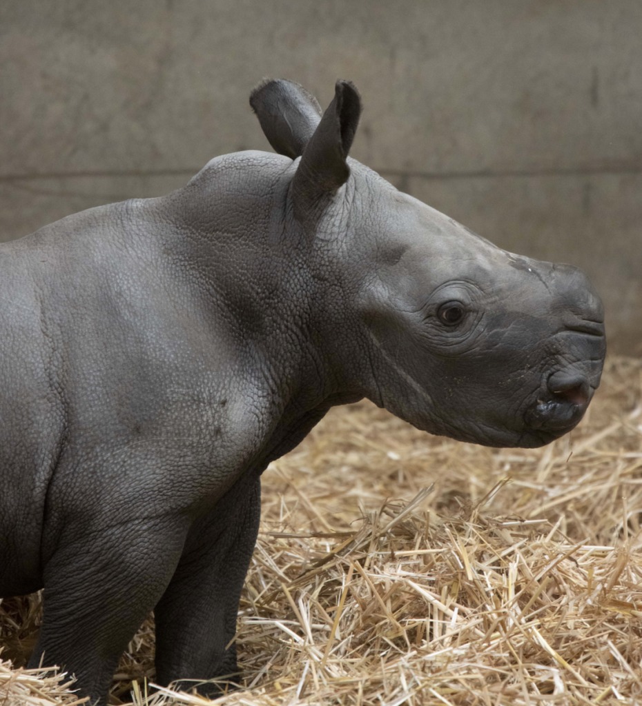 Conservationists Rejoice At Birth Of Rare Baby Rhino