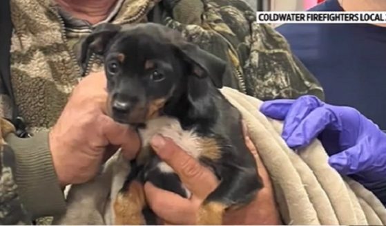 A puppy named Whip who was saved from a fentanyl overdose in Michigan.