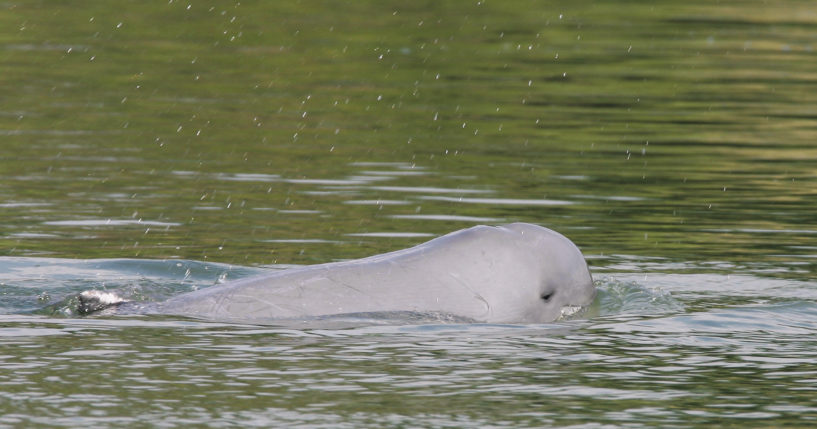 A Mekong River dolphin appears on the Mekong River at Kampi village, Cambodia, on March 17, 2009.