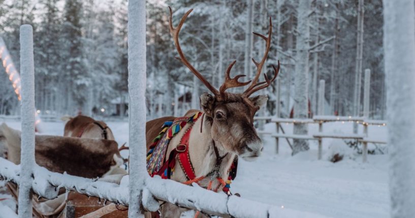 The above image is of a reindeer.