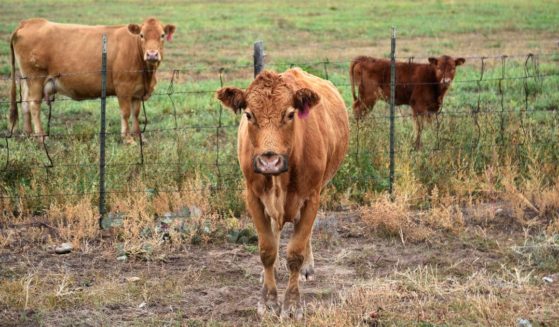 Cattle stand in their pasture, and beside the road outside the pasture, in La Madera in northern New Mexico in 2018. A plan to kill feral cows in southwestern New Mexico was approved on Thursday.