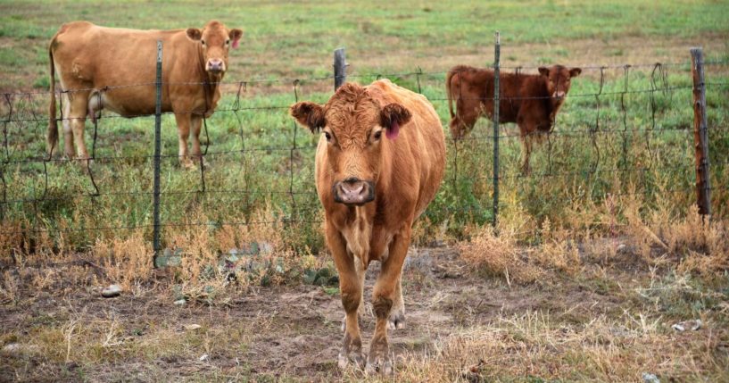 Cattle stand in their pasture, and beside the road outside the pasture, in La Madera in northern New Mexico in 2018. A plan to kill feral cows in southwestern New Mexico was approved on Thursday.