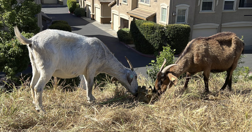 Goats graze on dry grass next to a housing complex in West Sacramento, California, on May 17.