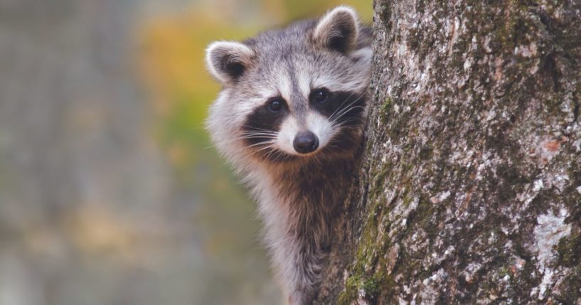 The above stock image is of a raccoon.