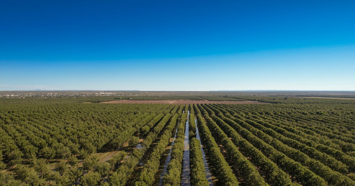 The above image is of pecan trees in Texas.