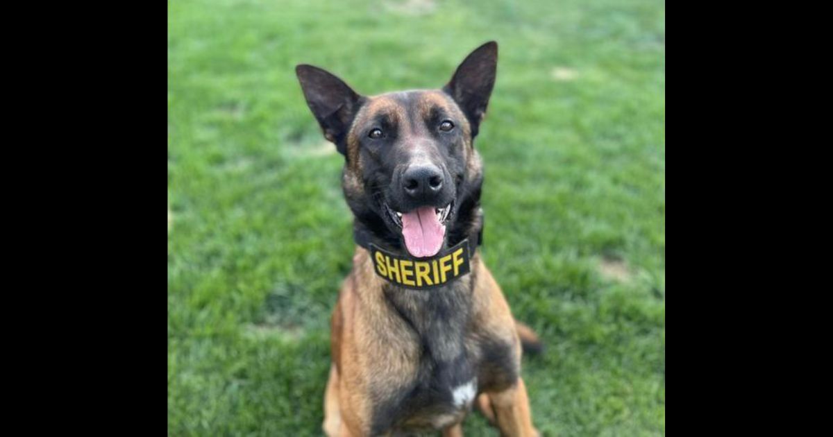 Odin, a K-9 service dog with the Madera County Sheriff's Department, was found after escaping his handler's yard on Sunday.